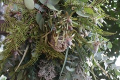 LINE_ALBUM_2025クリスマスオーナメント_251013_5 LINE_ALBUM_2025クリスマスオーナメント_251013_5